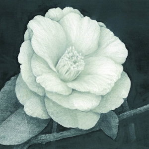 牧野光一日本画展「Camellia」